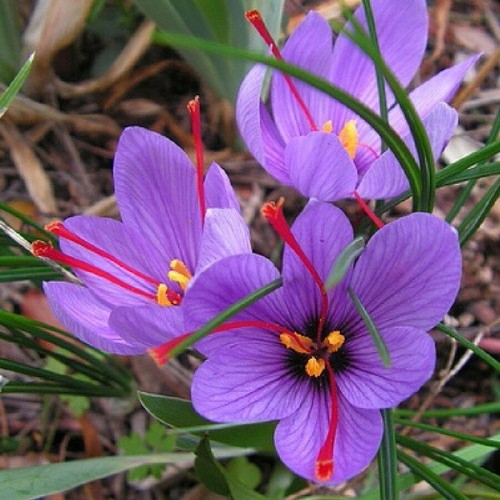 Saffron spice live plant - live, seed